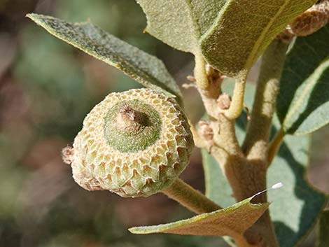 Shrub Live Oak (Quercus turbinella)