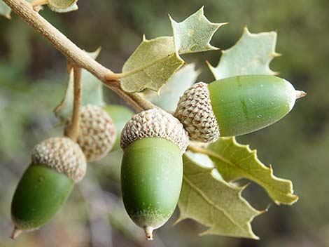 Shrub Live Oak (Quercus turbinella)