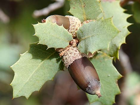 Shrub Live Oak (Quercus turbinella)