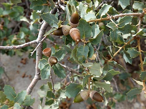 Shrub Live Oak (Quercus turbinella)