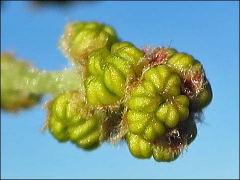 Shrub Live Oak (Quercus turbinella)