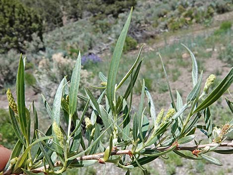 Narrowleaf Willow (Salix exigua)