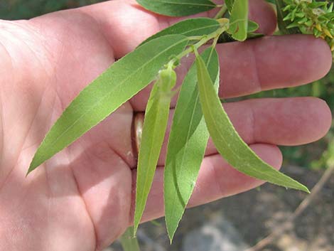 Goodding's Willow (Salix gooddingii)