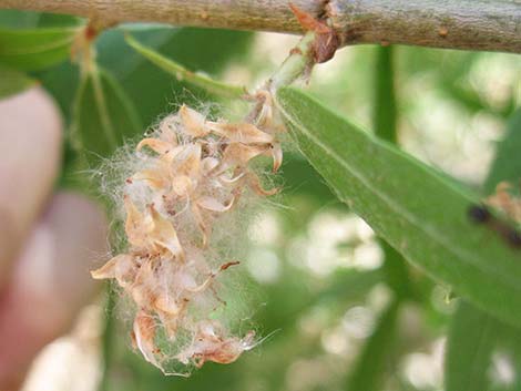 Goodding's Willow (Salix gooddingii)