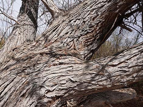 Goodding's Willow (Salix gooddingii)