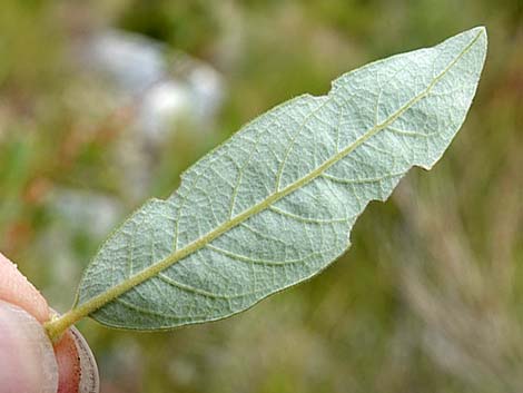 Arroyo Willow (Salix lasiolepis)