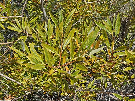 Arroyo Willow (Salix lasiolepis)