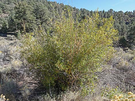 Arroyo Willow (Salix lasiolepis)