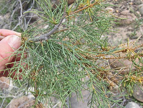 Athel Tamarisk (Tamarix aphylla)