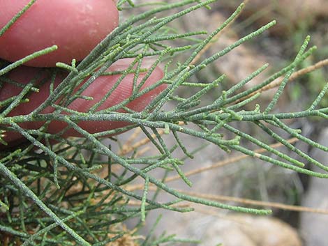 Athel Tamarisk (Tamarix aphylla)