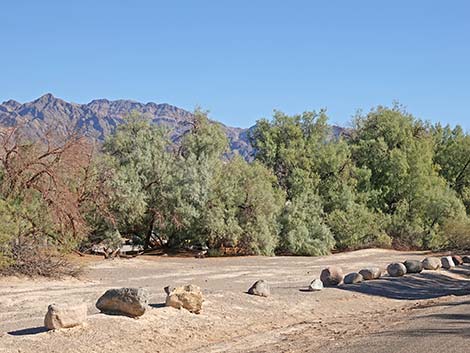 Athel Tamarisk (Tamarix aphylla)