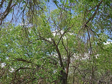 Siberian Elm (Ulmus pumila)