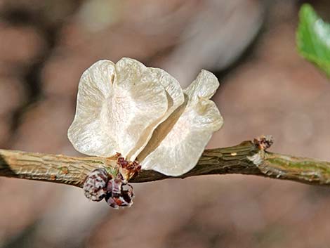 Siberian Elm (Ulmus pumila)