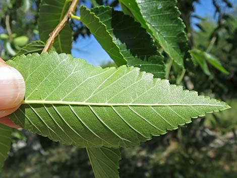 Siberian Elm (Ulmus pumila)