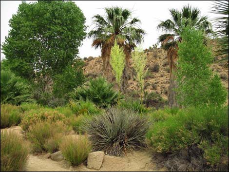 California Fan Palm (Washingtonia filifera)