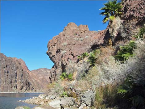 California Fan Palm (Washingtonia filifera)