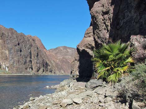 California Fan Palm (Washingtonia filifera)