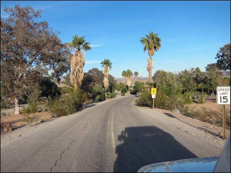 California Fan Palm (Washingtonia filifera)