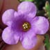 Beautiful Phacelia (Phacelia pulchella)