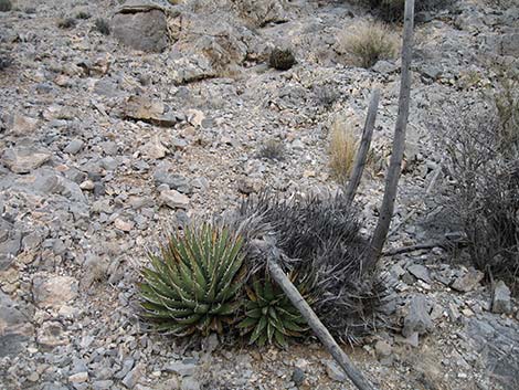 Ivory-spined Agave (Agave utahensis var. eborispina)