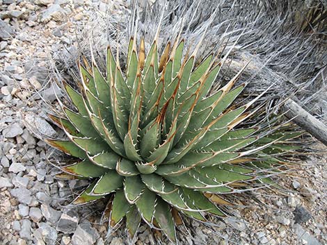 Ivory-spined Agave (Agave utahensis var. eborispina)