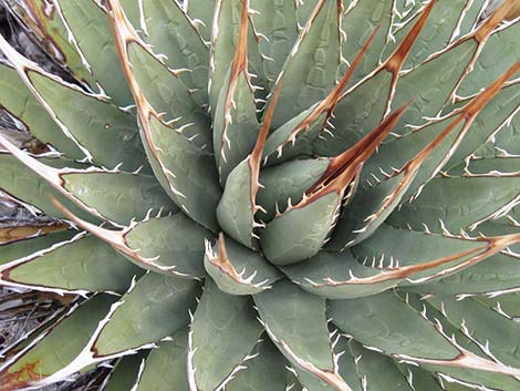 Ivory-spined Agave (Agave utahensis var. eborispina)