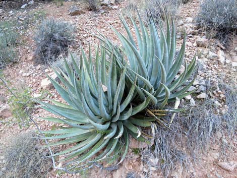 Kaibab Utah Agave (Agave utahensis var. kaibabensis)