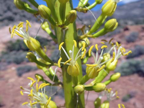 Clark Mountain Agave (Agave utahensis var. nevadensis)