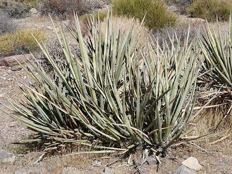 Banana Yucca (Yucca baccata)