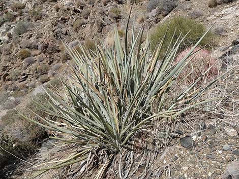 Banana Yucca (Yucca baccata)