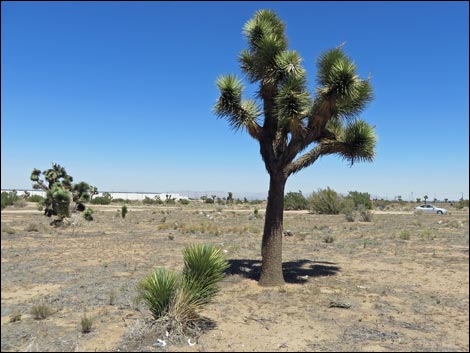 Western Joshua Tree (Yucca brevifolia brevifolia)