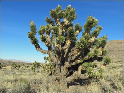 Eastern Joshua Tree (Yucca brevifolia jaegeriana)