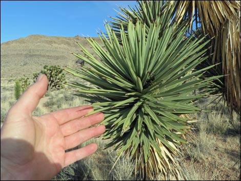 Eastern Joshua Tree (Yucca brevifolia jaegeriana)