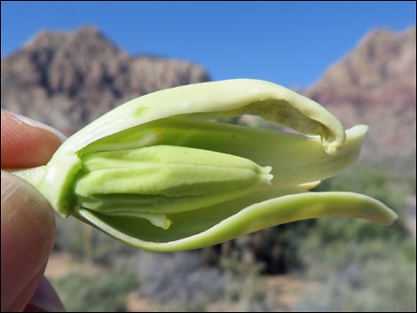 Eastern Joshua Tree (Yucca brevifolia jaegeriana)