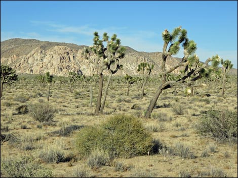 Western Joshua Tree (Yucca brevifolia)