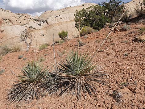 Spanish Bayonet (Yucca harrimaniae)