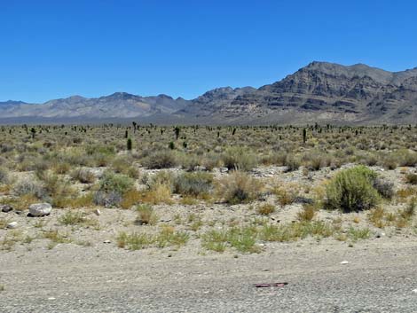 Joshua Tree (Yucca brevifolia)