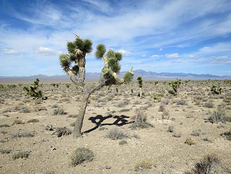 Eastern Joshua Tree (Yucca jaegeriana)