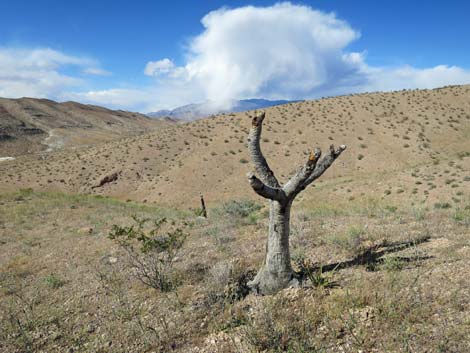 Eastern Joshua Tree (Yucca jaegeriana)