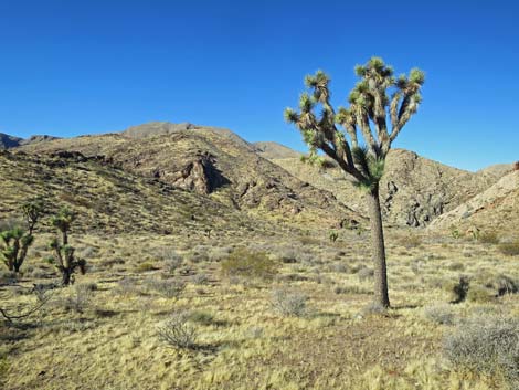 Eastern Joshua Tree (Yucca jaegeriana)