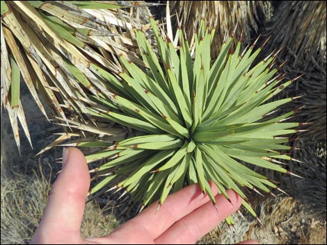 Eastern Joshua Tree (Yucca jaegeriana)