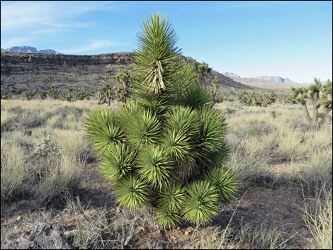 Eastern Joshua Tree (Yucca jaegeriana)