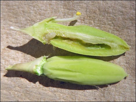 Eastern Joshua Tree (Yucca jaegeriana)