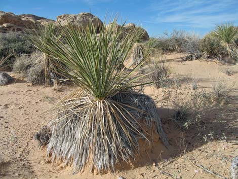 Utah Yucca (Yucca utahensis)