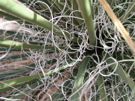 Utah Yucca (Yucca utahensis)