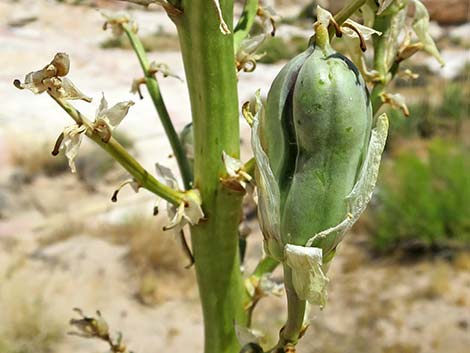 Utah Yucca (Yucca utahensis)