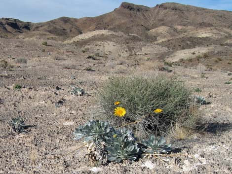 Jimbilnan Wilderness Area