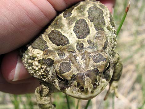 Great Plains Toad (Anaxyrus cognatus)