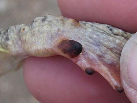 Arizona Toad (Anaxyrus microscaphus)