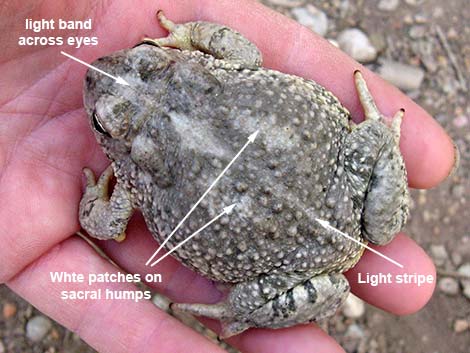 Arizona Toad (Anaxyrus microscaphus)